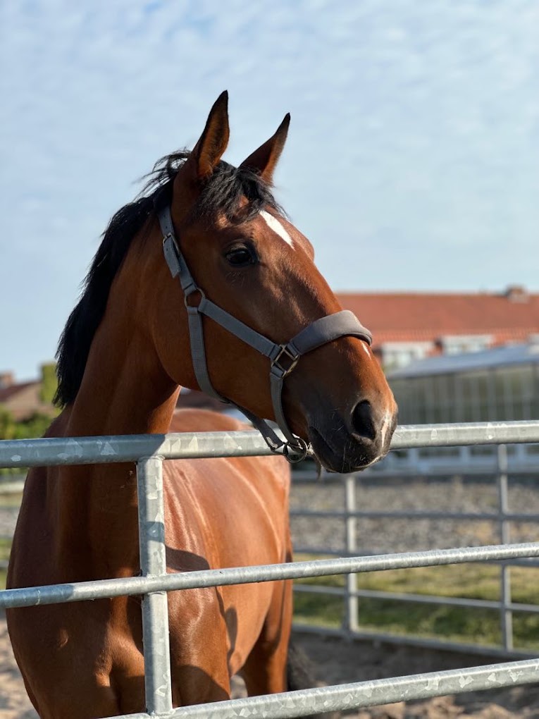 Paard